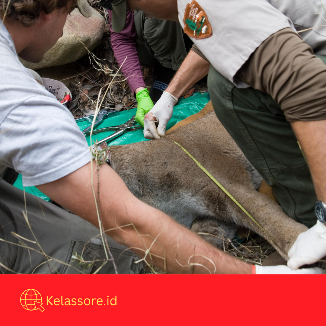 Spesialis Satwa Liar dan Konservasi
